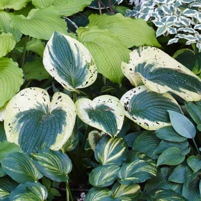 Hosta plant