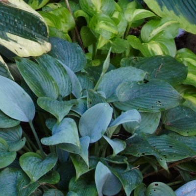 Hosta plant