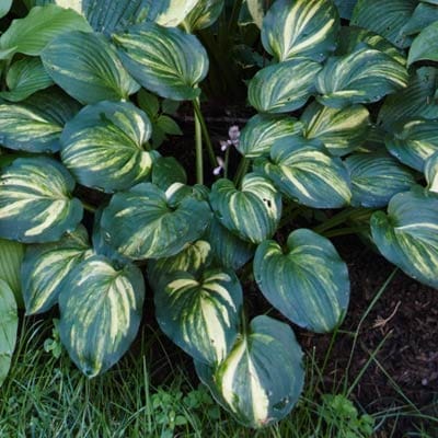 Hosta plant