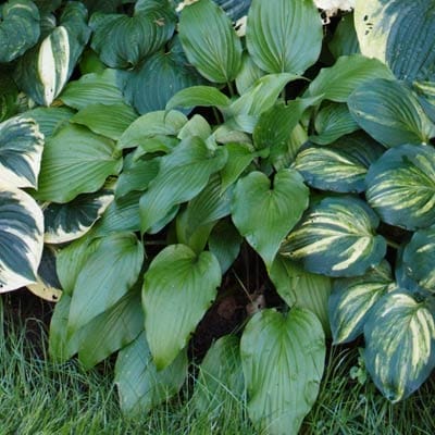 Hosta plant
