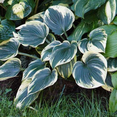 Hosta plant