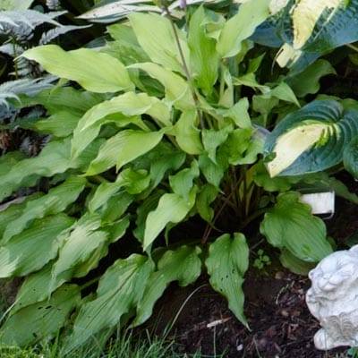 Hosta plant