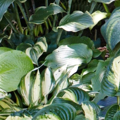 Hosta plant