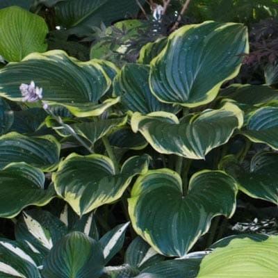 Hosta plant