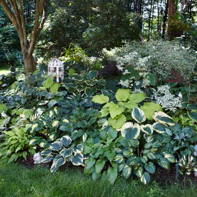 Hosta plant