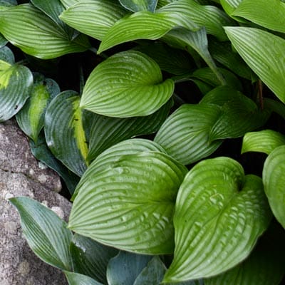Hosta plant