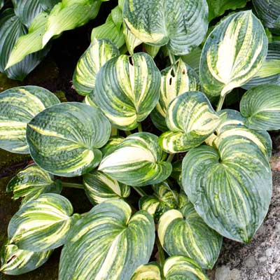 Hosta plant