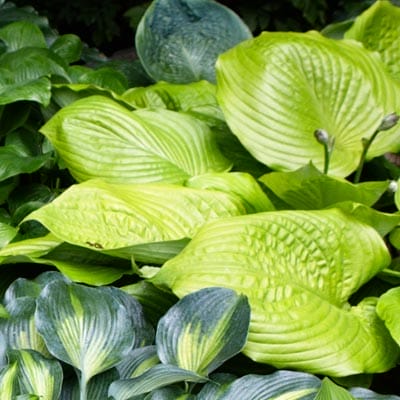 Hosta plant