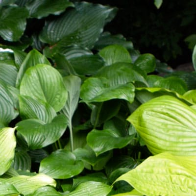 Hosta plant