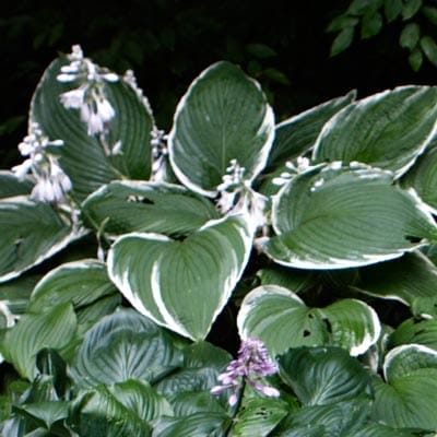 Hosta plant