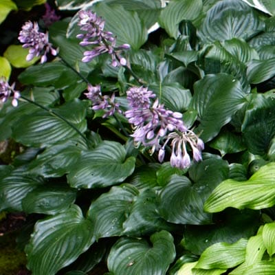 Hosta plant