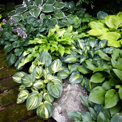 Hosta plant