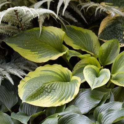 Hosta plant