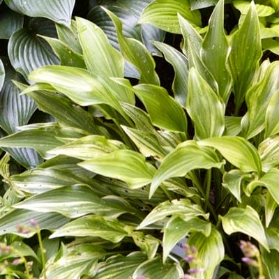 Hosta plant