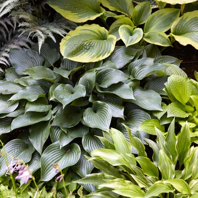 Hosta plant