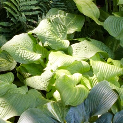 Hosta plant