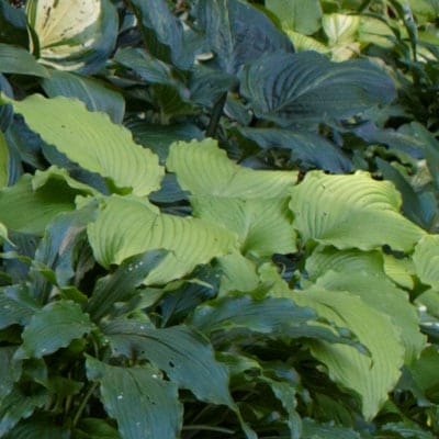 Hosta plant