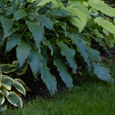 Hosta plant