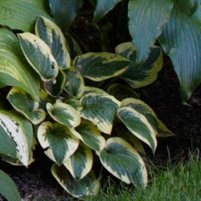 Hosta plant