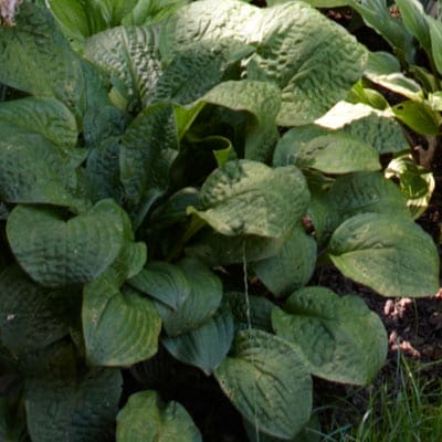 Hosta plant