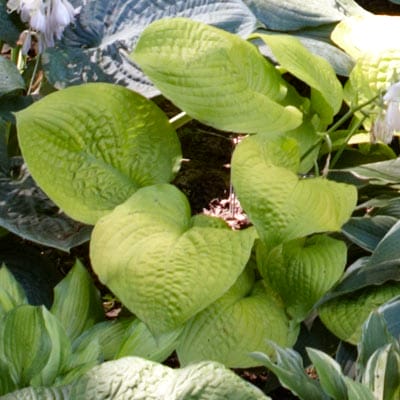 Hosta plant