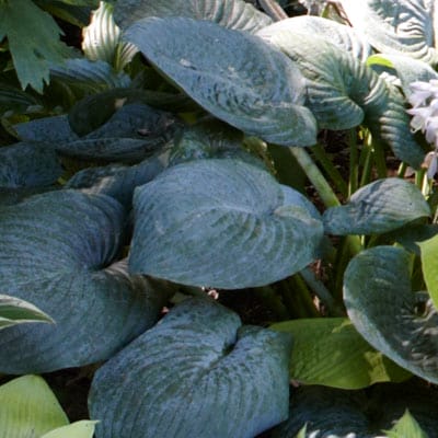 Hosta plant