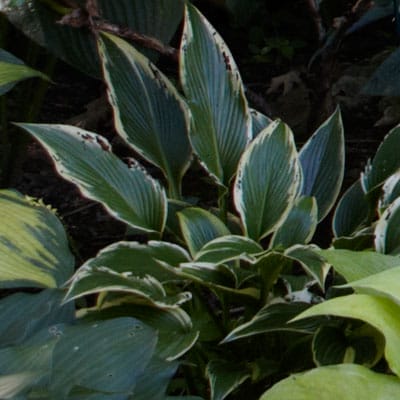 Hosta plant