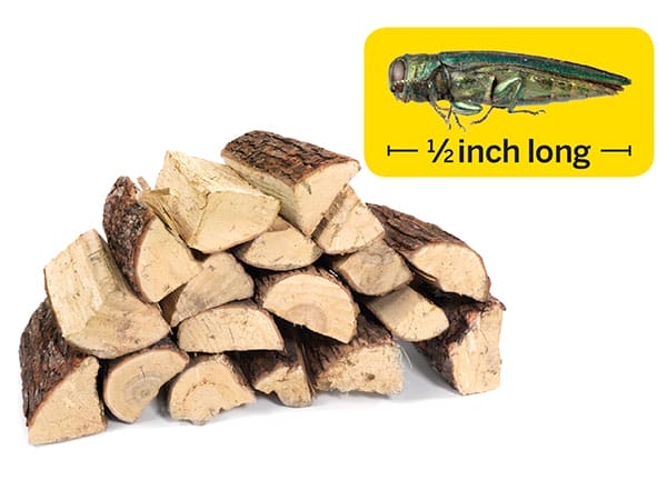 An image of a emerald ash borer in front of a wood pile