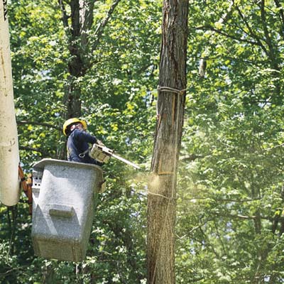 Someone cutting down a large tree
