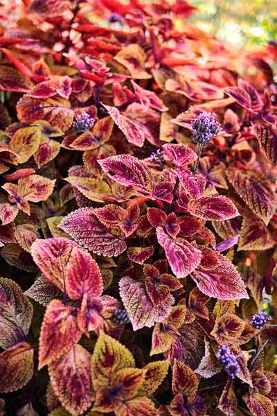 Soft, reddish-purple blooms of tall verbena peek through the foliage of “Bronze Pagoda” coleus, creating a harmonious blend of colors and textures.
