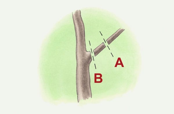 an illustration of an A and B cut of a fruit tree branch