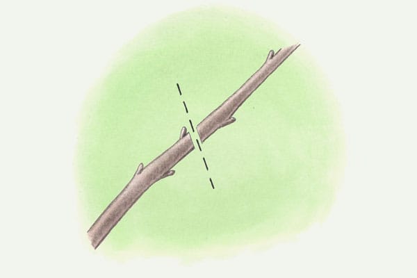 an illustration of a clean cut prune of a fruit tree