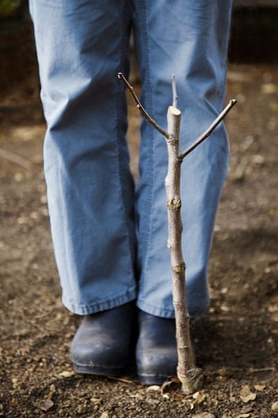 a young tree that has been pruned