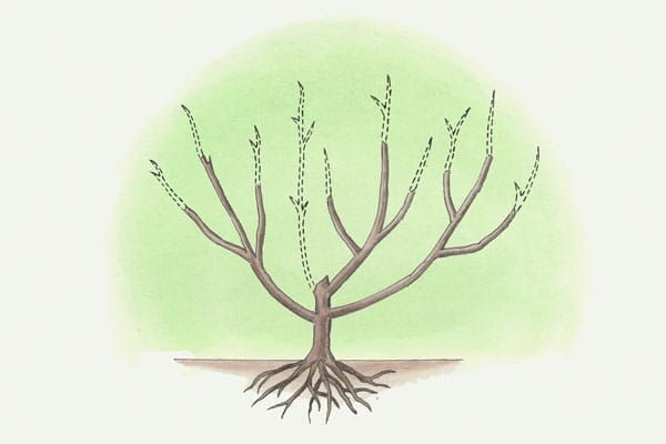 an illustration of a second summer pruning of a fruit tree