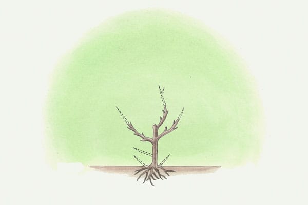 an illustration of a summer pruning of a fruit tree