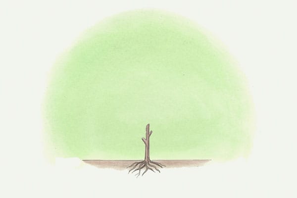 an illustration of a small fruit tree after pruning