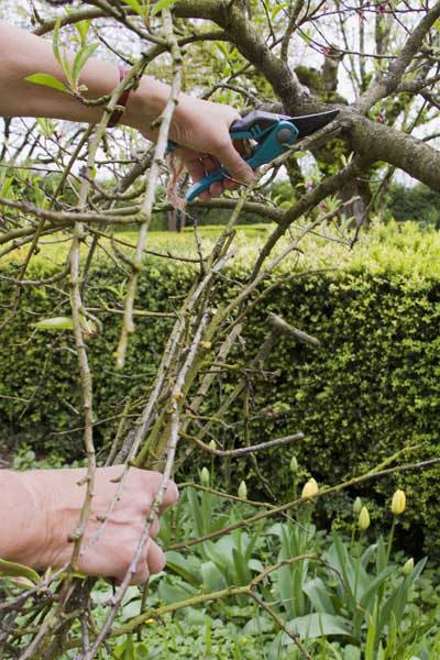 pruning and trimming the branches of a fruit tree