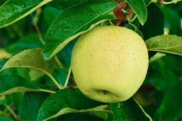 an up close view of an apple