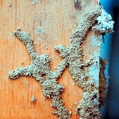 Signs of termites on wood