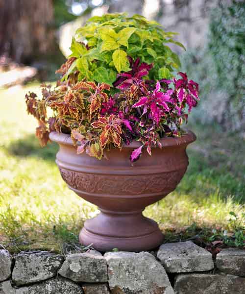 Decorative Garden Pots