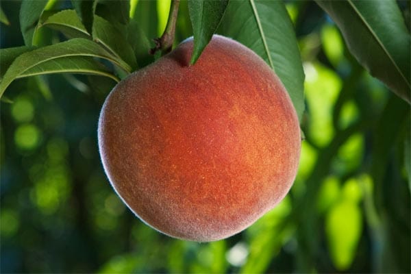 an up close look of peach trees