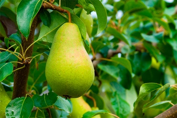Close-up on a pear on a tree.