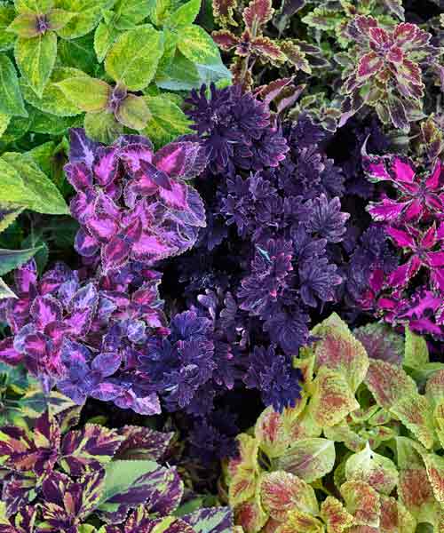 Placing the deep-hued “Midnight Rambler” front and center allows the variegated foliage around it to really shine