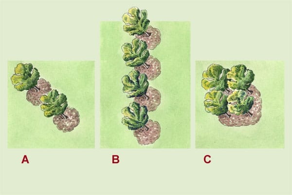 an illustration that shows proper spacing of fruit trees