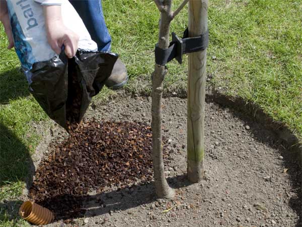 spreading mulch around a fruit tree