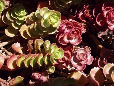A group of drought resistant sedum perennials