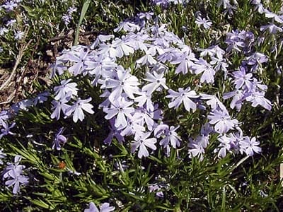 A group of drought resistant creeping phlox perennials