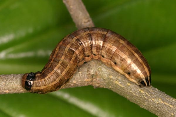 A pest in a vegetable garden.