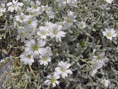 Low growing white ground-covers