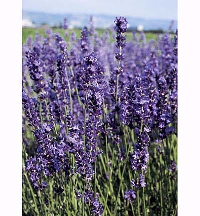 A group of drought resistant lavender perennials
